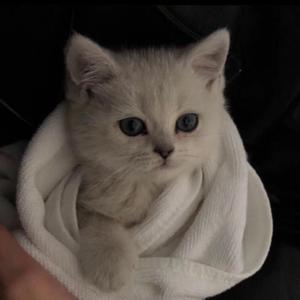 高敏王芳吴刚江晓萍小说
